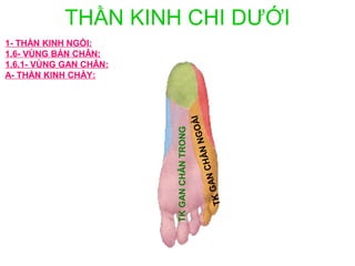THẦN KINH CHI DƯỚI
1- THẦN KINH NGỒI:
1.6- VÙNG BÀN CHÂN:
1.6.1- VÙNG GAN CHÂN:
A- THẦN KINH CHÀY:




                                                   ÀI
                                               NGO
                        TK GAN CHÂN TRONG

                                            ÂN          CH
                                                 TK GAN
 