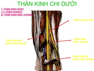 THẦN KINH CHI DƯỚI
1- THẦN KINH NGỒI:
1.3- VÙNG KHOEO:
B- THẦN KINH MÁC CHUNG:

                           THẦN KINH CHÀY




                           THẦN KINH
   THẦN KINH BÌ
                           MÁC CHUNG
   BẮP CHÂN NGOÀI




                           THẦN KINH BÌ
                           BẮP CHÂN TRONG
 