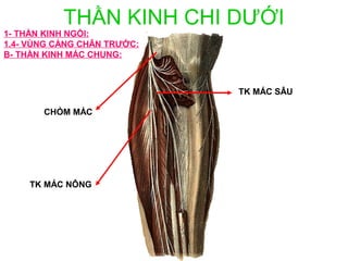 THẦN KINH CHI DƯỚI
1- THẦN KINH NGỒI:
1.4- VÙNG CẲNG CHÂN TRƯỚC:
B- THẦN KINH MÁC CHUNG:



                             TK MÁC SÂU

       CHỎM MÁC




    TK MÁC NÔNG
 