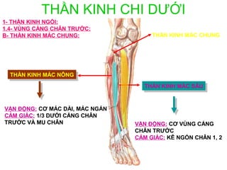 THẦN KINH CHI DƯỚI
1- THẦN KINH NGỒI:
1.4- VÙNG CẲNG CHÂN TRƯỚC:
B- THẦN KINH MÁC CHUNG:               THẦN KINH MÁC CHUNG




  THẦN KINH MÁC NÔNG
   THẦN KINH MÁC NÔNG
                                   THẦN KINH MÁC SÂU
                                    THẦN KINH MÁC SÂU


VẬN ĐỘNG: CƠ MÁC DÀI, MÁC NGẮN
CẢM GIÁC: 1/3 DƯỚI CẲNG CHÂN
TRƯỚC VÀ MU CHÂN                 VẬN ĐỘNG: CƠ VÙNG CẲNG
                                 CHÂN TRƯỚC
                                 CẢM GIÁC: KẼ NGÓN CHÂN 1, 2
 