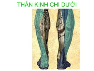 THẦN KINH CHI DƯỚI
 