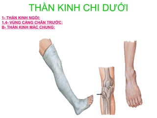 THẦN KINH CHI DƯỚI
1- THẦN KINH NGỒI:
1.4- VÙNG CẲNG CHÂN TRƯỚC:
B- THẦN KINH MÁC CHUNG:
 