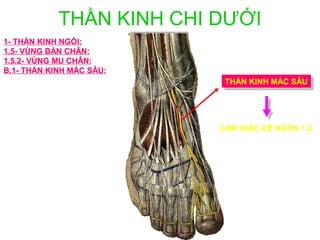 THẦN KINH CHI DƯỚI
1- THẦN KINH NGỒI:
1.5- VÙNG BÀN CHÂN:
1.5.2- VÙNG MU CHÂN:
B.1- THẦN KINH MÁC SÂU:
                           THẦN KINH MÁC SÂU
                            THẦN KINH MÁC SÂU




                          CẢM GIÁC KẼ NGÓN 1,2
 