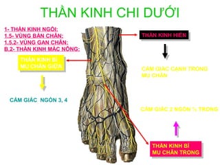 THẦN KINH CHI DƯỚI
1- THẦN KINH NGỒI:
1.5- VÙNG BÀN CHÂN:        THẦN KINH HIỂN
                            THẦN KINH HIỂN
1.5.2- VÙNG GAN CHÂN:
B.2- THẦN KINH MÁC NÔNG:
     THẦN KINH BÌ
      THẦN KINH BÌ
     MU CHÂN GIỮA
      MU CHÂN GIỮA         CẢM GIÁC CẠNH TRONG
                           MU CHÂN



 CẢM GIÁC NGÓN 3, 4
                           CẢM GIÁC 2 NGÓN ½ TRONG




                              THẦN KINH BÌ
                               THẦN KINH BÌ
                              MU CHÂN TRONG
                               MU CHÂN TRONG
 