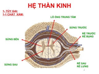 HỆ THẦN KINH
1- TỦY GAI:
1-1 CHẤT XÁM:
                      LỖ ỐNG TRUNG TÂM



                                  SỪNG TRƯỚC

                                            RỄ TRƯỚC
                                            RỄ BỤNG
 SỪNG BÊN




 SỪNG SAU                                RỄ SAU
                                         RỄ LƯNG
 