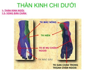 THẦN KINH CHI DƯỚI
1- THẦN KINH NGỒI:
1.5- VÙNG BÀN CHÂN:


                       TK MÁC NÔNG




                       TK HIỂN




                      TK BÌ MU CHÂN
                      NGOÀI


                      TK MÁC SÂU

                                   TK GAN CHÂN TRONG
                                   TKGAN CHÂN NGOÀI
 