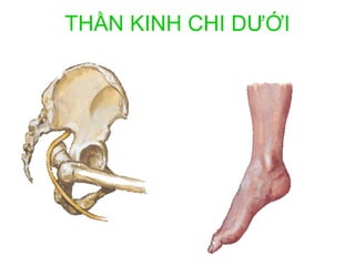 THẦN KINH CHI DƯỚI
 