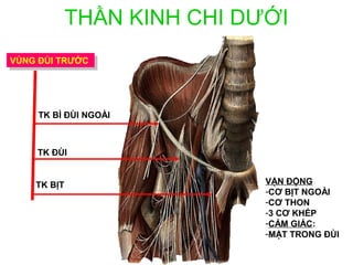 THẦN KINH CHI DƯỚI
VÙNG ĐÙI TRƯỚC
 VÙNG ĐÙI TRƯỚC




     TK BÌ ĐÙI NGOÀI



     TK ĐÙI


    TK BỊT                   VẬN ĐỘNG
                             -CƠ BỊT NGOÀI
                             -CƠ THON
                             -3 CƠ KHÉP
                             -CẢM GIÁC:
                             -MẶT TRONG ĐÙI
 