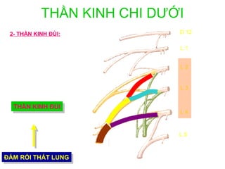 THẦN KINH CHI DƯỚI
 2- THẦN KINH ĐÙI:          D 12

                            L1


                            L2


                            L3


  THẦN KINH ĐÙI
  THẦN KINH ĐÙI             L4



                            L5



ĐÁM RỐI THẮT LUNG
ĐÁM RỐI THẮT LUNG
 
