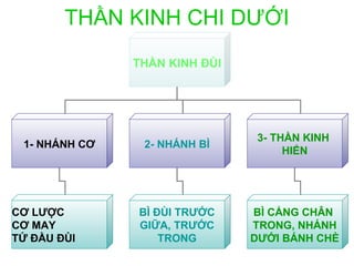 THẦN KINH CHI DƯỚI
               THẦN KINH ĐÙI




                                3- THẦN KINH
 1- NHÁNH CƠ    2- NHÁNH BÌ
                                     HIỂN




CƠ LƯỢC        BÌ ĐÙI TRƯỚC    BÌ CẲNG CHÂN
CƠ MAY         GIỮA, TRƯỚC     TRONG, NHÁNH
TỨ ĐẦU ĐÙI         TRONG       DƯỚI BÁNH CHÈ
 