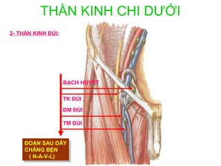 THẦN KINH CHI DƯỚI
2- THẦN KINH ĐÙI:




                    BẠCH HUYẾT

                    TK ĐÙI

                    ĐM ĐÙI

                    TM ĐÙI


     ĐOẠN SAU DÂY
     ĐOẠN SAU DÂY
     CHẰNG BẸN
     CHẰNG BẸN
      ((N-A-V-L)
        N-A-V-L)
 