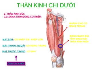 THẦN KINH CHI DƯỚI
 2- THẦN KINH ĐÙI:
 2.3- ĐOẠN TRONGỐNG CƠ KHÉP:

                                 NHÁNH CHO CƠ
                                 RỘNG TRONG



                                 ĐỘNG MẠCH ĐÙI
MẶT SAU: CƠ KHÉP DÀI- KHÉP LỚN   TĨNH MẠCH ĐÙI
                                 THẦN KINH HIỂN
MẶT TRƯỚC NGOÀI: CƠ RỘNG TRONG

MẶT TRƯỚC TRONG: CƠ MAY




   ỐNG CƠ KHÉP
   ỐNG CƠ KHÉP
 