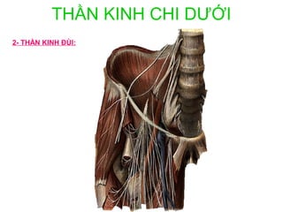 THẦN KINH CHI DƯỚI
2- THẦN KINH ĐÙI:
 