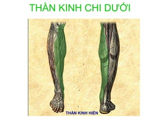 THẦN KINH CHI DƯỚI




      THẦN KINH HIỂN
 