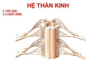 HỆ THẦN KINH
1- TỦY GAI:
1-1 CHẤT XÁM:
 