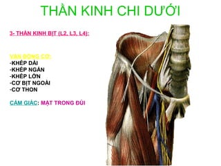 THẦN KINH CHI DƯỚI
3- THẦN KINH BỊT (L2, L3, L4):



VẬN ĐỘNG CƠ:
-KHÉP DÀI
-KHÉP NGẮN
-KHÉP LỚN
-CƠ BỊT NGOÀI
-CƠ THON

CẢM GIÁC: MẶT TRONG ĐÙI
 