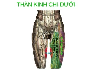 THẦN KINH CHI DƯỚI




                     TK BÌ ĐÙI NGOÀI
                      TK BÌ ĐÙI TRƯỚC
                      GIỮA- TRONGTK BỊT
 