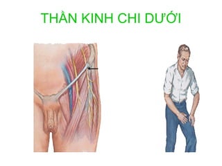 THẦN KINH CHI DƯỚI
 