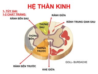 HỆ THẦN KINH
1- TỦY GAI:
1-2 CHẤT TRẮNG:                    RÃNH GIỮA
    RÃNH BÊN SAU
                                               RÃNH TRUNG GIAN SAU
                           THỪNG
                           SAU


                   THỪNG
                   BÊN


                       THỪNG
                       TRƯỚC



                                           GOLL- BURDACHE
      RÃNH BÊN TRƯỚC
                            KHE GIỮA
 