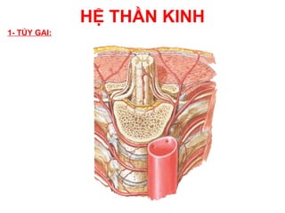 HỆ THẦN KINH
1- TỦY GAI:
 