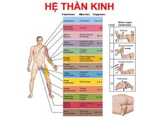 HỆ THẦN KINH
 
