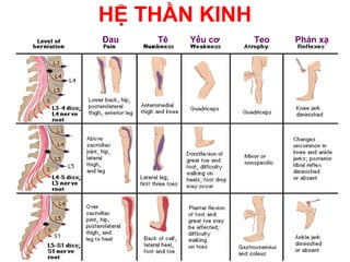HỆ THẦN KINH
Đau   Tê   Yếu cơ   Teo   Phản xạ
 