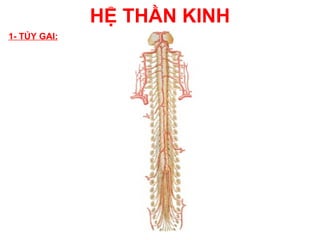 HỆ THẦN KINH
1- TỦY GAI:
 