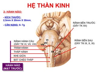 HỆ THẦN KINH
2- HÀNH NÃO:

- KÍCH THƯỚC:
2,5mm X 20mm X 30mm
                                                       RÃNH BÊN TRƯỚC
- CÂN NẶNG: 6- 7g                                      (DÂY TK XII)




                                      VI                RÃNH BÊN SAU
        RÃNH HÀNH CẦU
        (DÂY TK VI, VII, VIII)      VII                 (DÂY TK IX, X, XI)
                                 VIII
        TRÁM HÀNH
                                                 IX
        THÁP HÀNH                          XII     X
                                                  XI
        KHE GIỮA
        BẮT CHÉO THÁP

  HÀNH NÃO
   HÀNH NÃO
(MẶT TRƯỚC)
 (MẶT TRƯỚC)
 