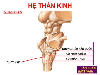 HỆ THẦN KINH
2- HÀNH NÃO:




                        CUỐNG TIỂU NÃO DƯỚI
                          CỦ NHÂN CHÊM

                          CỦ NHÂN THON
  CHỐT NÃO

                                    HÀNH NÃO
                                     HÀNH NÃO
                                  (MẶT SAU)
                                   (MẶT SAU)
 