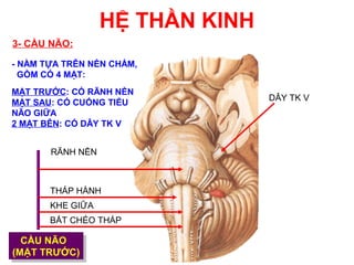 HỆ THẦN KINH
3- CẦU NÃO:

- NẰM TỰA TRÊN NỀN CHẨM,
  GỒM CÓ 4 MẶT:
MẶT TRƯỚC: CÓ RÃNH NỀN
                                 DÂY TK V
MẶT SAU: CÓ CUỐNG TIỂU
NÃO GIỮA
2 MẶT BÊN: CÓ DÂY TK V


       RÃNH NỀN



       THÁP HÀNH
       KHE GIỮA
       BẮT CHÉO THÁP

  CẦU NÃO
   CẦU NÃO
(MẶT TRƯỚC)
 (MẶT TRƯỚC)
 