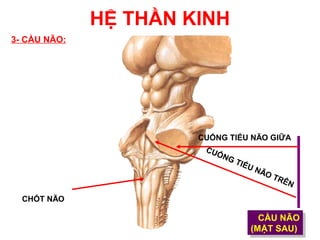 HỆ THẦN KINH
3- CẦU NÃO:




                       CUỐNG TIỂU NÃO GIỮA
                        CU
                          ỐN
                            GT
                               I ỂU
                                    NÃ
                                      OT
                                         RÊ
                                            N

  CHỐT NÃO

                                     CẦU NÃO
                                      CẦU NÃO
                                   (MẶT SAU)
                                    (MẶT SAU)
 