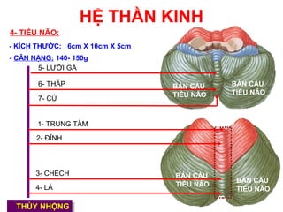 HỆ THẦN KINH
4- TIỂU NÃO:
- KÍCH THƯỚC: 6cm X 10cm X 5cm
- CÂN NẶNG: 140- 150g
       5- LƯỠI GÀ

       6- THÁP                   BÁN CẦU    BÁN CẦU
                                 TIỂU NÃO   TIỂU NÃO
       7- CỦ


       1- TRUNG TÂM

       2- ĐỈNH




       3- CHẾCH                  BÁN CẦU
                                             BÁN CẦU
       4- LÁ                     TIỂU NÃO
                                             TIỂU NÃO

 THÙY NHỘNG
  THÙY NHỘNG
 