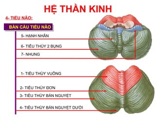 HỆ THẦN KINH
4- TIỂU NÃO:

 BÀN CẦU TIỂU NÃO
 BÀN CẦU TIỂU NÃO
      5- HẠNH NHÂN

      6- TIỂU THÙY 2 BỤNG

      7- NHUNG



      1- TIỂU THÙY VUÔNG


      2- TIỂU THÙY ĐƠN

      3- TIỂU THÙY BÁN NGUYỆT


      4- TIỂU THÙY BÁN NGUYỆT DƯỚI
 