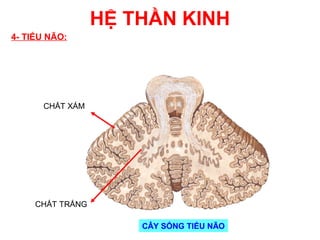 HỆ THẦN KINH
4- TIỂU NÃO:




      CHẤT XÁM




     CHẤT TRẮNG

                      CÂY SỐNG TIỂU NÃO
 