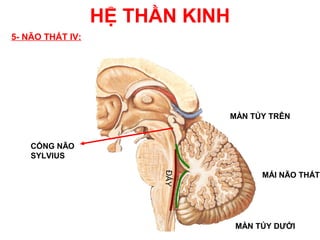 HỆ THẦN KINH
5- NÃO THẤT IV:




                                 MÀN TỦY TRÊN


    CỐNG NÃO
    SYLVIUS
                        ĐÁY
                                       MÁI NÃO THẤT




                                  MÀN TỦY DƯỚI
 