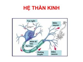 HỆ THẦN KINH

 Tua ngắn
                         Điểm
                         neuron




     Nhân tế
     bào
Sợi trục


               Hướng    Điểm
               truyền   neuron
 