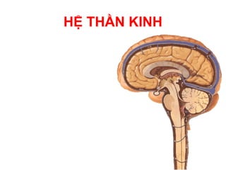 HỆ THẦN KINH
 