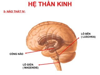 HỆ THẦN KINH
5- NÃO THẤT IV:




                                 LỖ BÊN
                                 ( LUSCHKA)




    CỐNG NÃO



             LỖ GIỮA
             ( MAGENDIE)
 