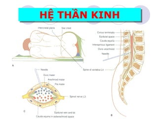 HỆ THẦN KINH
HỆ THẦN KINH
 