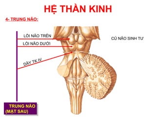 HỆ THẦN KINH
4- TRUNG NÃO:


       LỒI NÃO TRÊN
                                 CỦ NÃO SINH TƯ
      LỒI NÃO DƯỚI



              I   V
       DÂY TK




  TRUNG NÃO
   TRUNG NÃO
(MẶT SAU)
 (MẶT SAU)
 