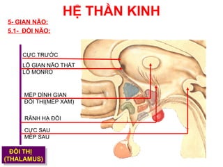 HỆ THẦN KINH
 5- GIAN NÃO:
 5.1- ĐỒI NÃO:


     CỰC TRƯỚC
     LỖ GIAN NÃO THẤT
     LỖ MONRO



      MÉP DÍNH GIAN
      ĐỒI THỊ(MÉP XÁM)


      RÃNH HẠ ĐỒI

      CỰC SAU
      MÉP SAU

  ĐỒI THỊ
   ĐỒI THỊ
(THALAMUS)
 (THALAMUS)
 