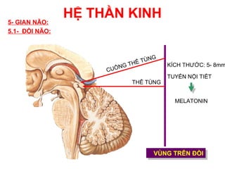 5- GIAN NÃO:
                HỆ THẦN KINH
5.1- ĐỒI NÃO:



                                        G
                                  HỂ TÙN
                         NG   T              KÍCH THƯỚC: 5- 8mm
                     CUỐ
                                             TUYẾN NỘI TIẾT
                                  THỂ TÙNG


                                               MELATONIN




                                        VÙNG TRÊN ĐỒI
                                        VÙNG TRÊN ĐỒI
 