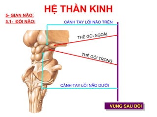 5- GIAN NÃO:
                HỆ THẦN KINH
5.1- ĐỒI NÃO:      CÁNH TAY LỒI NÃO TRÊN


                                      GO   ÀI
                         T HỂ G Ố I N



                           THỂ
                                 GỐI T
                                         RON
                                            G




                  CÁNH TAY LỒI NÃO DƯỚI




                                                VÙNG SAU ĐỒI
                                                VÙNG SAU ĐỒI
 
