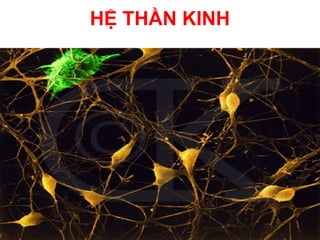 HỆ THẦN KINH
 