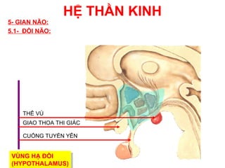HỆ THẦN KINH
5- GIAN NÃO:
5.1- ĐỒI NÃO:




    THỂ VÚ
    GIAO THOA THI GIÁC

    CUỐNG TUYẾN YÊN


 VÙNG HẠ ĐỒI
  VÙNG HẠ ĐỒI
 (HYPOTHALAMUS)
  (HYPOTHALAMUS)
 