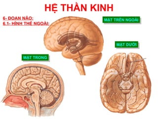 HỆ THẦN KINH
6- ĐOAN NÃO:               MẶT TRÊN NGOÀI
                           MẶT TRÊN NGOÀI
6.1- HÌNH THỂ NGOÀI:



                                MẶT DƯỚI
                                MẶT DƯỚI

        MẶT TRONG
        MẶT TRONG
 
