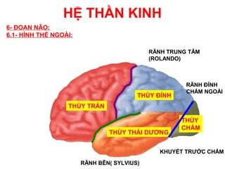 HỆ THẦN KINH
6- ĐOAN NÃO:
6.1- HÌNH THỂ NGOÀI:

                                            RÃNH TRUNG TÂM
                                            (ROLANDO)



                                                      RÃNH ĐỈNH
                                                      CHẨM NGOÀI
                                        THÙY ĐỈNH
                  THÙY TRÁN

                                                    THÙY
                                                    CHẨM
                               THÙY THÁI DƯƠNG


                                               KHUYẾT TRƯỚC CHẨM
                       RÃNH BÊN( SYLVIUS)
 
