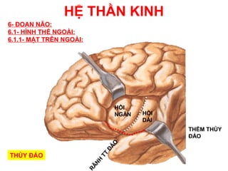 HỆ THẦN KINH
6- ĐOAN NÃO:
6.1- HÌNH THỂ NGOÀI:
6.1.1- MẶT TRÊN NGOÀI:




                                  HỒI
                                  NGẮN   HỒI
                                         DÀI
                                               THỀM THÙY
                                               ĐẢO
                                  O
                                ĐẢ




THÙY ĐẢO
                            TT
                           NH
                         RÃ
 