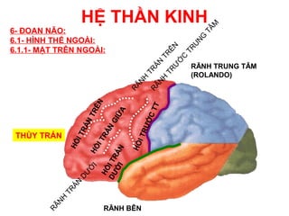 HỆ THẦN KINH




                                                                       M
6- ĐOAN NÃO:




                                                                     TÂ
                                                                NG
6.1- HÌNH THỂ NGOÀI:




                                                                 U
                                                               ÊN
6.1.1- MẶT TRÊN NGOÀI:




                                                               TR
                                                             TR

                                                             C
                                                           Ớ
                                                          ÁN
                                                               RÃNH TRUNG TÂM




                                                         Ư
                                                       TR

                                                       TR
                                                               (ROLANDO)




                                                 NH

                                                    NH
                                               RÃ

                                                  RÃ
                        ÊN




                                                      T
                                                     CT
                                          ỮA
                      TR


                                        GI



                                                   ƯỚ
                   ÁN

                                     ÁN
                 TR




                                                TR
 THÙY TRÁN
                                  TR
                  I




                                                  I
               HỒ




                                               HỒ
                         I
                      HỒ


                            ỚI ÁN
                          DƯ I TR
                      I
                      Ớ
                           HỒ
                 DƯ
               ÁN
             TR
          NH
        RÃ




                              RÃNH BÊN
 