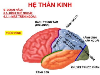 HỆ THẦN KINH
6- ĐOAN NÃO:
6.1- HÌNH THỂ NGOÀI:
6.1.1- MẶT TRÊN NGOÀI:




                                                  TT
                                                 U
                                               SA
                     RÃNH TRUNG TÂM




                                             NH
                     (ROLANDO)




                                           RÃ
                                              TI
 THÙY ĐỈNH                                  TR ỂU
                                               ÊN TH
                                                     ÙY      RÃNH ĐỈNH




                                    TT
                                           TI           ĐỈ
                                         ĐỈ ỂU             NHCHẨM NGOÀI




                                    AU
                                           NH T H
                                              DƯ ÙY



                                  IS
                                                        RÃ


                                HỒ
                                                 Ớ         N
                                                   I        H
                                                              G
                                                               IA
                                                                 N
                                                                   Đ
                                                                    ỈN
                                                                       H


                                                KHUYẾT TRƯỚC CHẨM
                     RÃNH BÊN
 